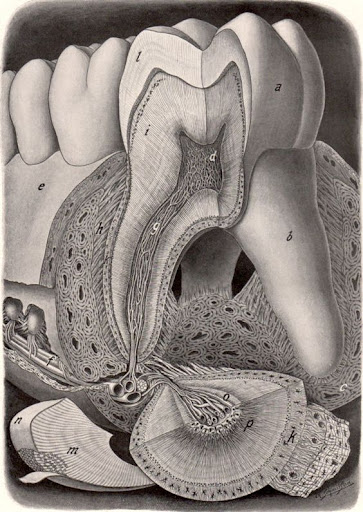 Studio Dentistico Dr. Rodolfo Rehl logo